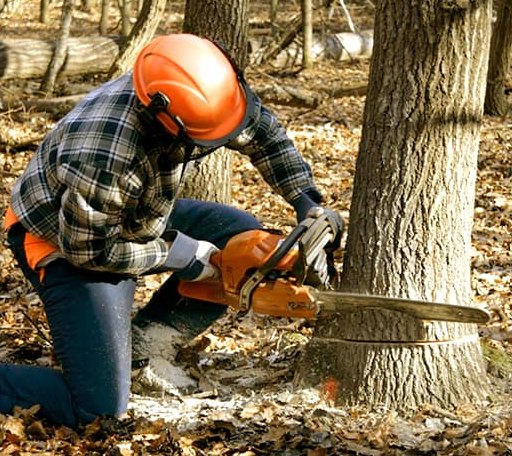 Tree Removal in Advent, WV